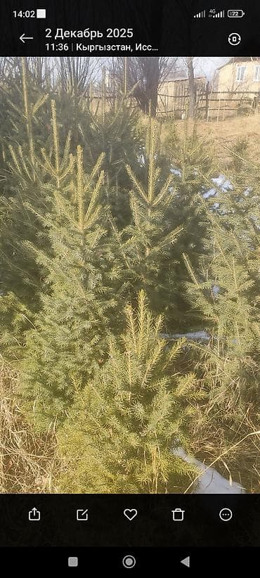 купить саженцы инжира: Ели/сосны для озеленения — саженцы и крупномеры - Породы: ель — 5