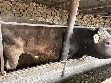 отдам голубей: Продаю | Бык (самец) | Полукровка | Привязанные — 7