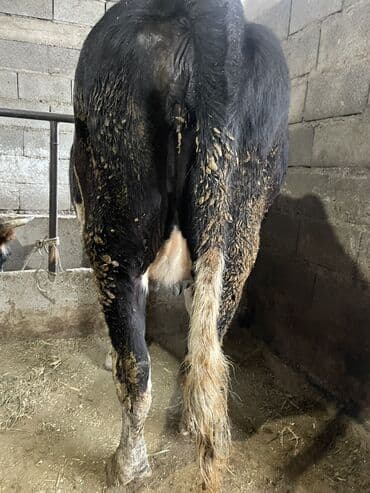 корм для домашних животных: Продаю | Корова (самка) | Полукровка | Для разведения, Для молока — 6