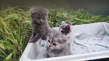 cat sofa: Продаютя шотландские вислоухие котята (скоттиш фолд и страйт). Мама — 7