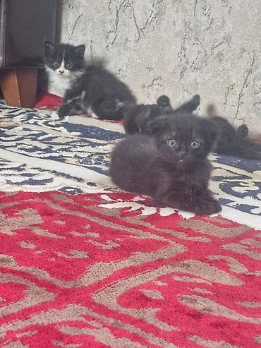 маленькие собачки: Котята, помет из трех малышей: - Черно-белый котёнок с белой грудкой и — 4