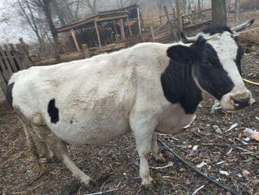 Грызуны: Продаю | Корова (самка) — 3