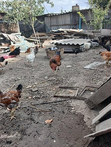 куры живые: Продаю | Куры | Домашняя | Для разведения — 6