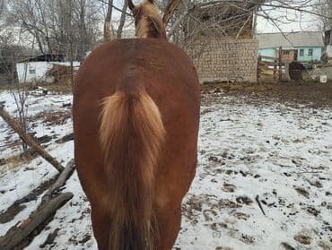 далматинец купить: Продаю | Жеребец | Рабочий — 4