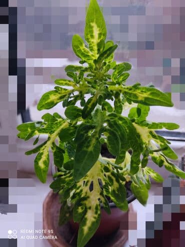 садовая тачка цена: Распродажа Гинура по 100 сом — 6