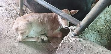 торпой: Продаю | Музоо, торпок | На откорм | Искусственник — 2