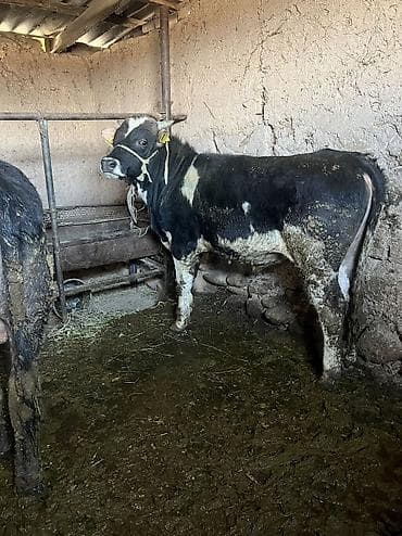 коровы на мясо: Продаю | Бык (самец) | Голштин | Для разведения | Привязанные — 2
