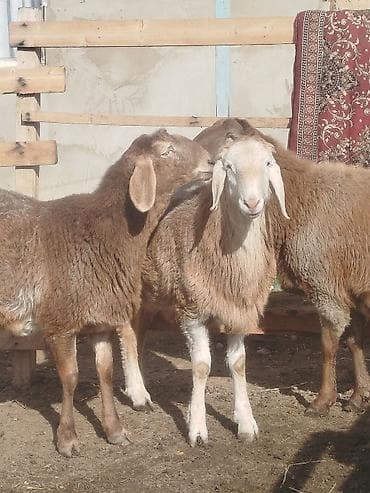 машинки для стрижки животных: Продаю | Ягненок, Баран (самец) | Арашан | Для разведения | Племенные — 5