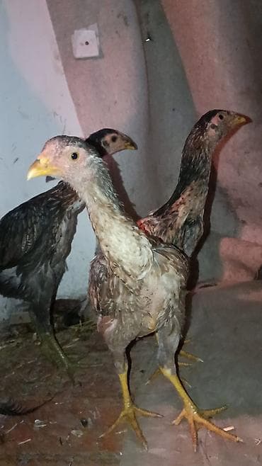 голден гусы: Продаю | Петух | Бойцовая | Для разведения — 1