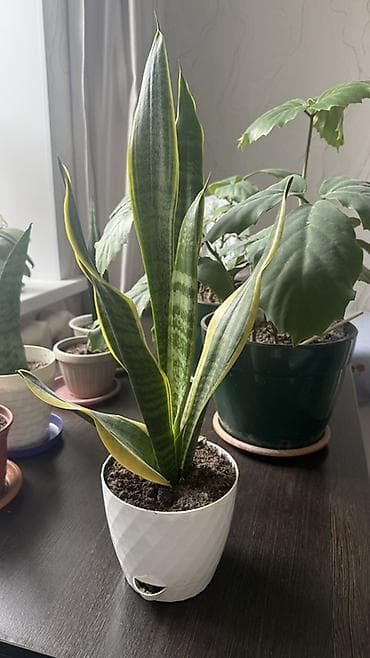 озеление: Санcевиерия (Sansevieria trifasciata, «тещин язык») в горшке. - — 1