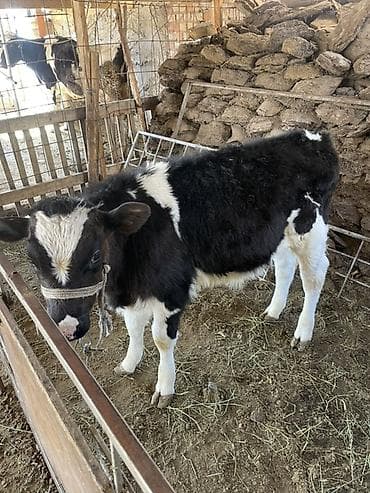 Продаю | Тёлка | На откорм