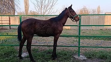 кунан ат: Продаю | Жеребенок | Конный спорт — 1