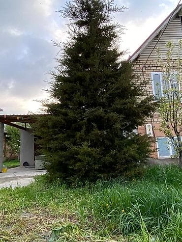 Можевельник/пихтовое дерево для ландшафтного участка - Крупномерное at lalafo.kg Можевельник/пихтовое дерево для ландшафтного участка - Крупномерное