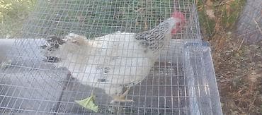 куры живые: Продаю | Куры | Несушки — 2