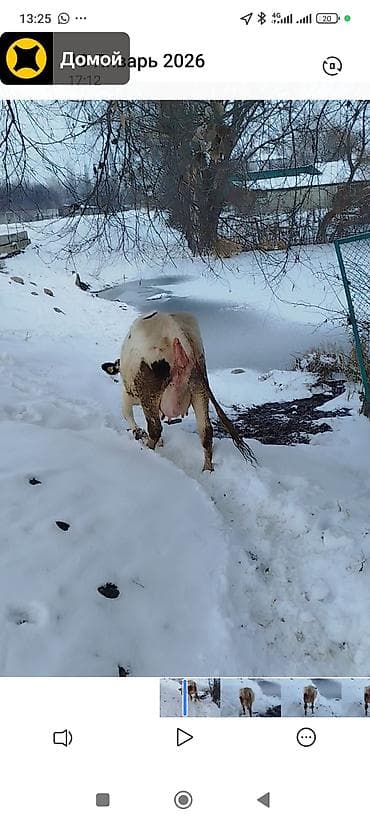 мопс сабака: Продаю | Музоо, торпок | Полукровка | Для разведения | Привязанные — 5