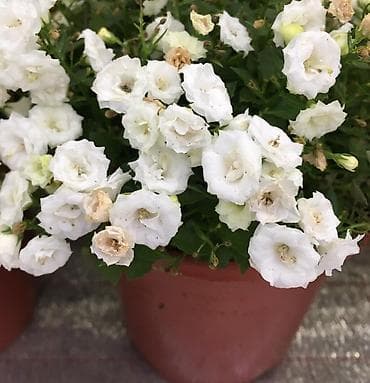 вьющиеся цветы: Кампанула (жених и невеста) — 5