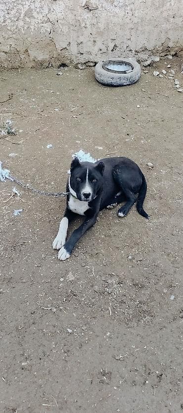 продажа собак бишкек: Питбуль 6 айлык эркек — 1