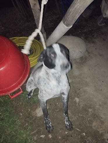 стаффордширский терьер купить: Собака даром: Дратхаар, 11 месяцев, Самец, С родословной — 3