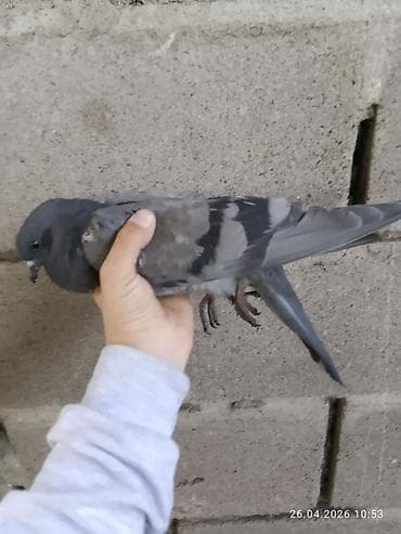 золотой ворон: Почтовый голубь (темно-серый окрас) - Порода: домашний голубь — 7