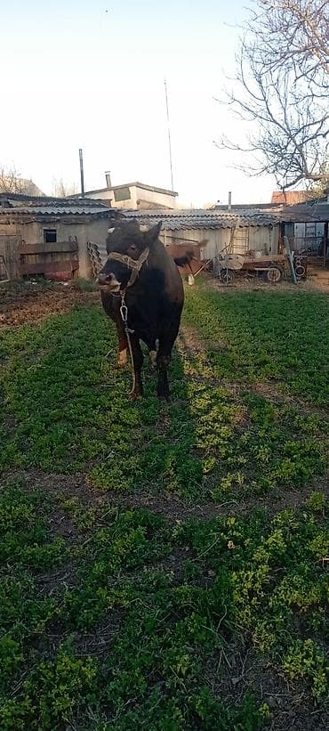 жаныбарлар: Сатам | Бука (эркек) | Симментал | Бордоп семиртүү үчүн | Байланган — 1