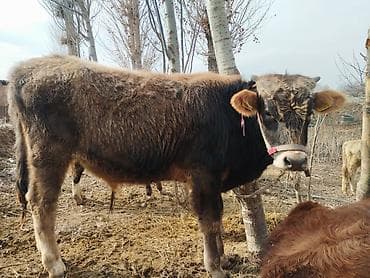 кой овца: Продаю | Бык (самец) — 5