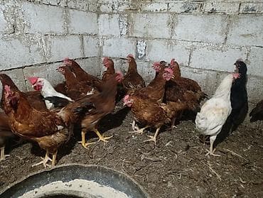 продаю птиц: Тоджон кучинский аралаш короздор 20 дай бар ( петушки кучинка с — 3