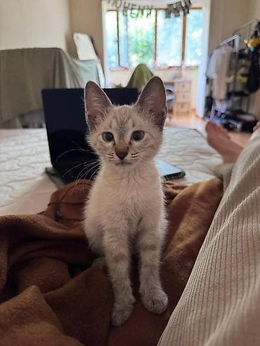 абиссинский кот: Абиссинская, 2 месяца, Девочка — 4