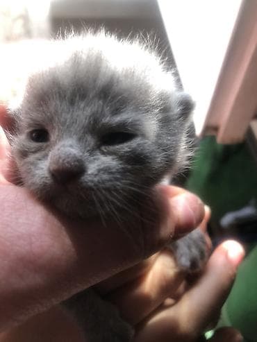 кошка серый: Котёнок, британской Кошечки отец с документами окрас сплошной серый — 2