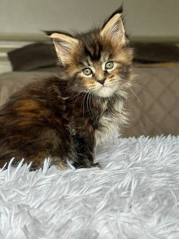 мейн кун бишкек питомник lyubushka купить котенка цена фото: Породистые котята мейн-кун Описание: - Окрас: рыжий (двое котят с — 4