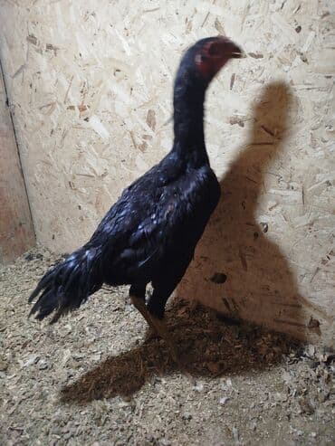 Птицы: Дакан жожо короздор сатылат активный алмашу жолдору бар адрес Бишкек — 2