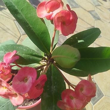 фильтры для аквариума: 🌿 Үйүңүзгө жандуулук кошуңуз! Болмо гүлдөр сатылат 🌸 ✨ Таза аба ✨ Кооз — 10