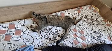 абиссинская: Кошка даром: Абиссинская, 9 месяцев, Мальчик, Кастрирована, Приучена к лотку, Проглистована — 3