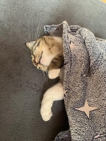 Мышыктар: Породасыз, 1 жаш, Ургаачы, Лотокко барууга үйрөтүлгөн — 5