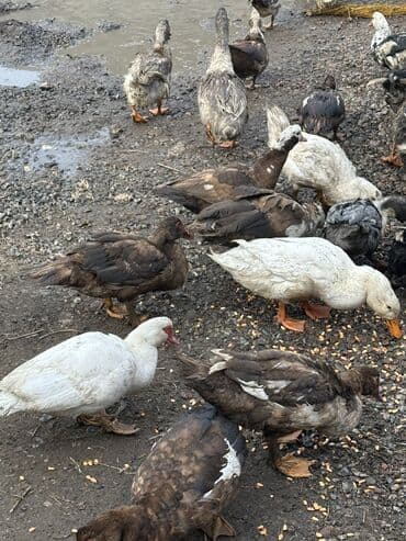 приют для собак: Утки 70 голов — 8