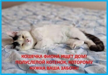 бенгальская кошка фото цена: Особенные котята ! Котята плохо видят им сделана операция на глаза в — 1