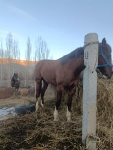 ургачы байтал: Продаю | Конь (самец) | Рабочий | Мерин — 4