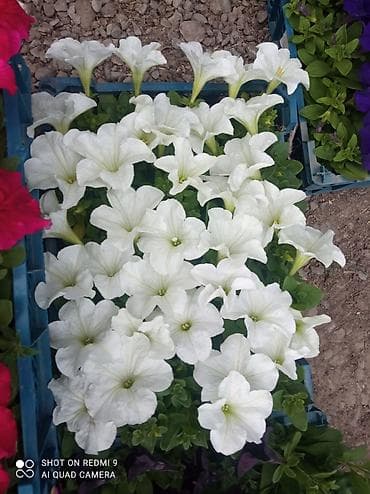 цветы: Рассада цветущих однолетников в кассетах - Бархатцы (Tagetes) — 9