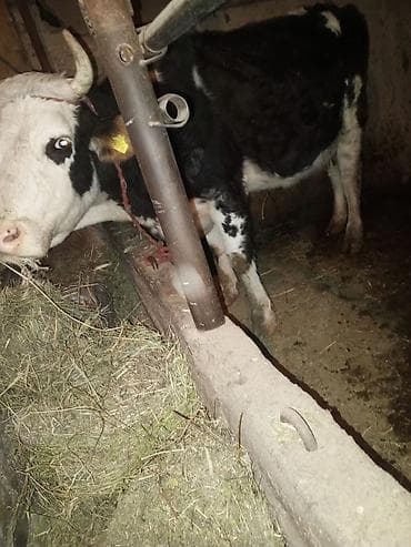Услуги ветеринара: Продаю | Корова (самка) | Для разведения | Привязанные — 5