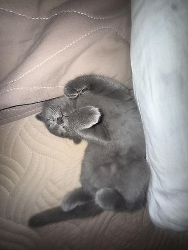 кото: Скотиш Фолд (Шотландская вислоухая), 5 месяцев, Девочка, Голубой, Приучена к лотку — 3