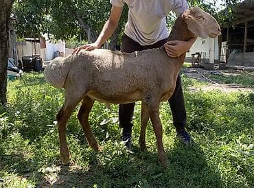 пекинская утка: Продаю | Баран (самец) | Арашан | Племенные — 1