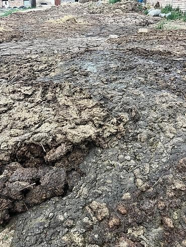 генератор сколько стоит: Адрес совхоз Фрунзе навоз бесплатно одна отдам . Органическое — 5