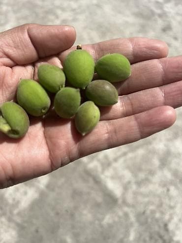 продам тыкву: Зелёные молодые миндальные плоды (недозрелый миндаль) - Сорванные на — 1