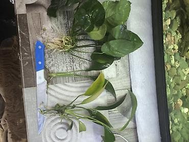 рыбки аквариум: Продаю Аквариумное растение Анубиас (вероятно Anubias barteri/Anubias — 7