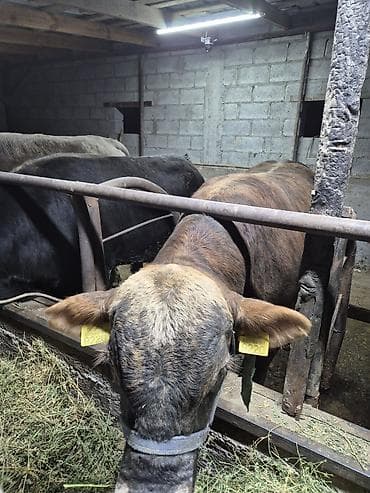 живые рыбки: Продаю | Бык (самец) | Полукровка | На откорм | Привязанные — 2