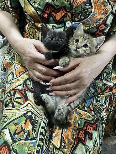 Котята-домоседы, помёт разного окраса: - дымчато-чёрные пушистики -