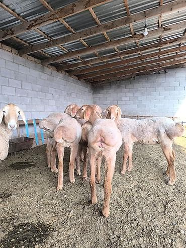 Козы, козлы: Продаю | Ягненок | Арашан | Для разведения | Ярка — 4
