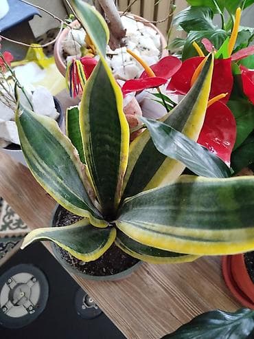 Другие товары для дома: Сансевиерия (лат. Sansevieria), известная также как «щучий хвост» или — 3