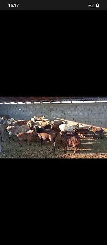 Продаю | Овца (самка) | Для разведения