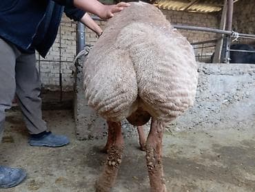 продаю жеребец: Продаю | Баран (самец) | Для разведения | Ярка — 3