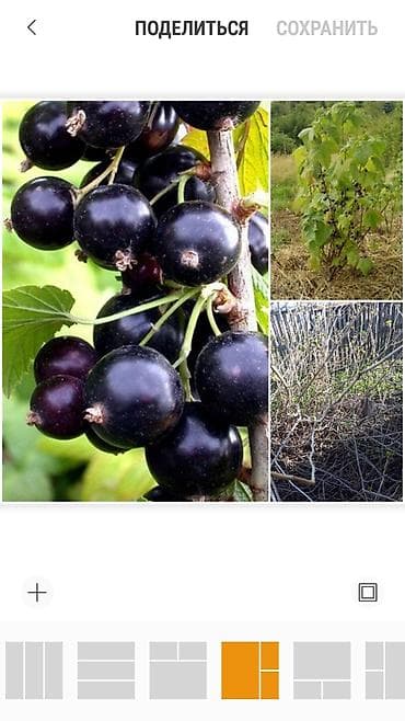 компот: Продаю кусты черной смородины. А так же крыжовник зеленый и ромашка — 1